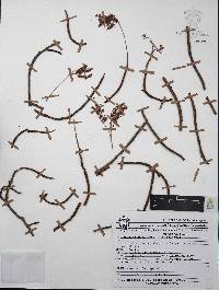 Sedum palmeri image