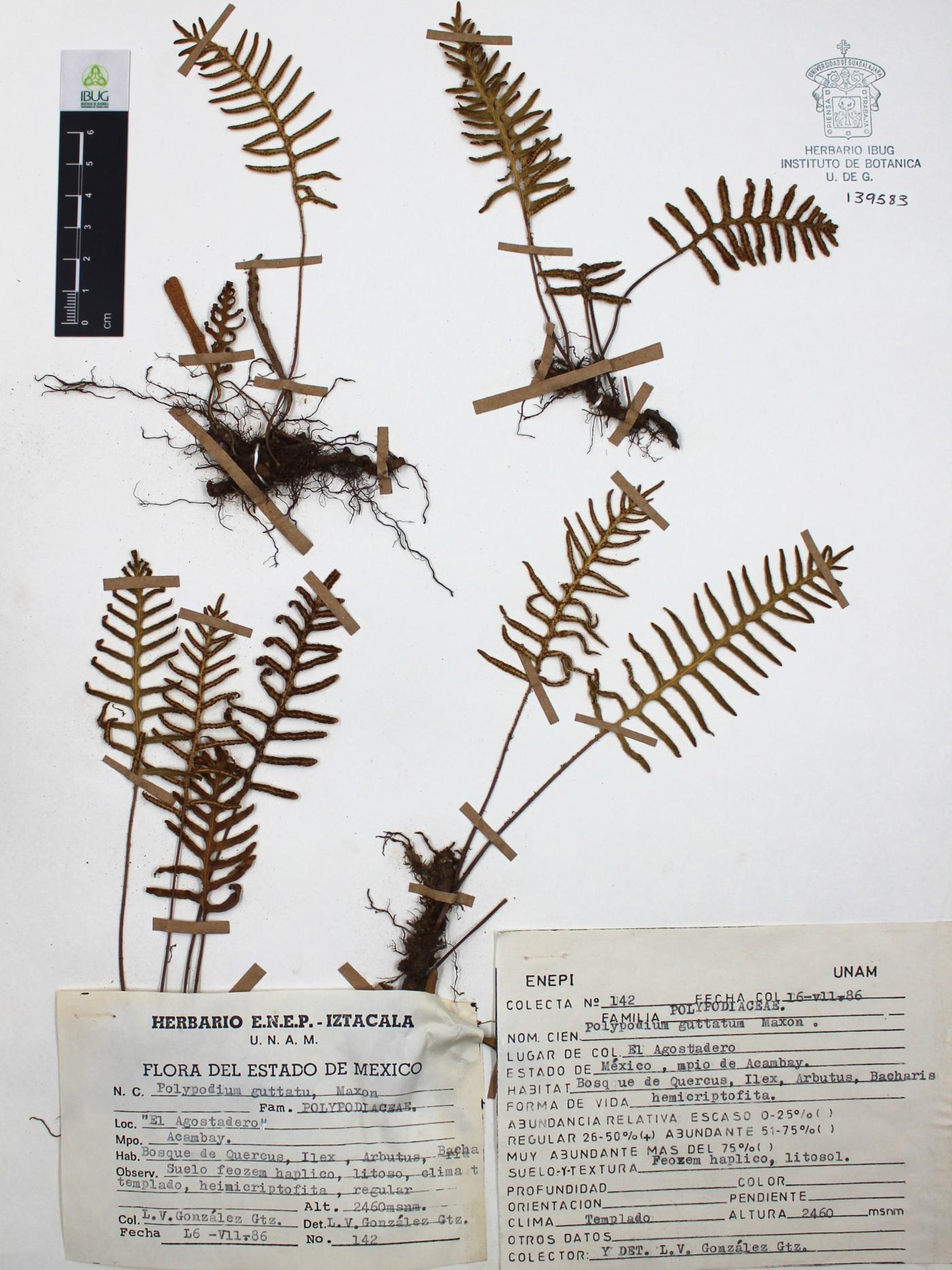 Polypodium guttatum image