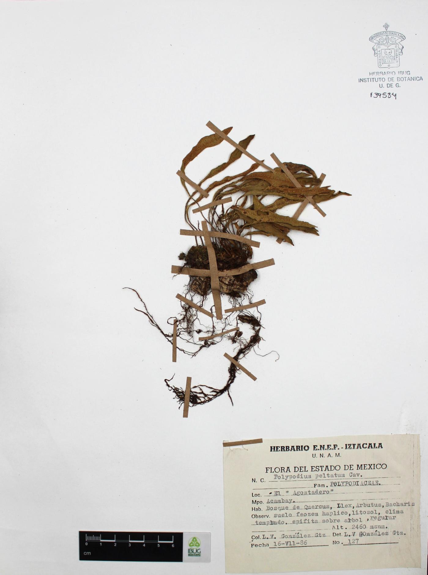 Polypodium peltatum image