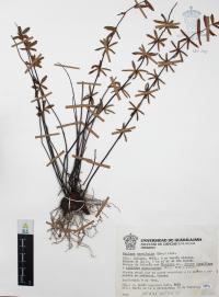 Pellaea ternifolia image