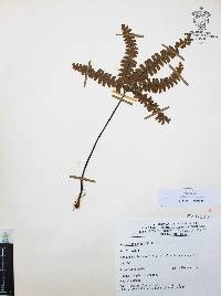Adiantum patens image