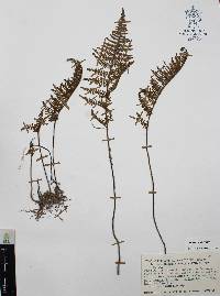 Myriopteris lendigera image