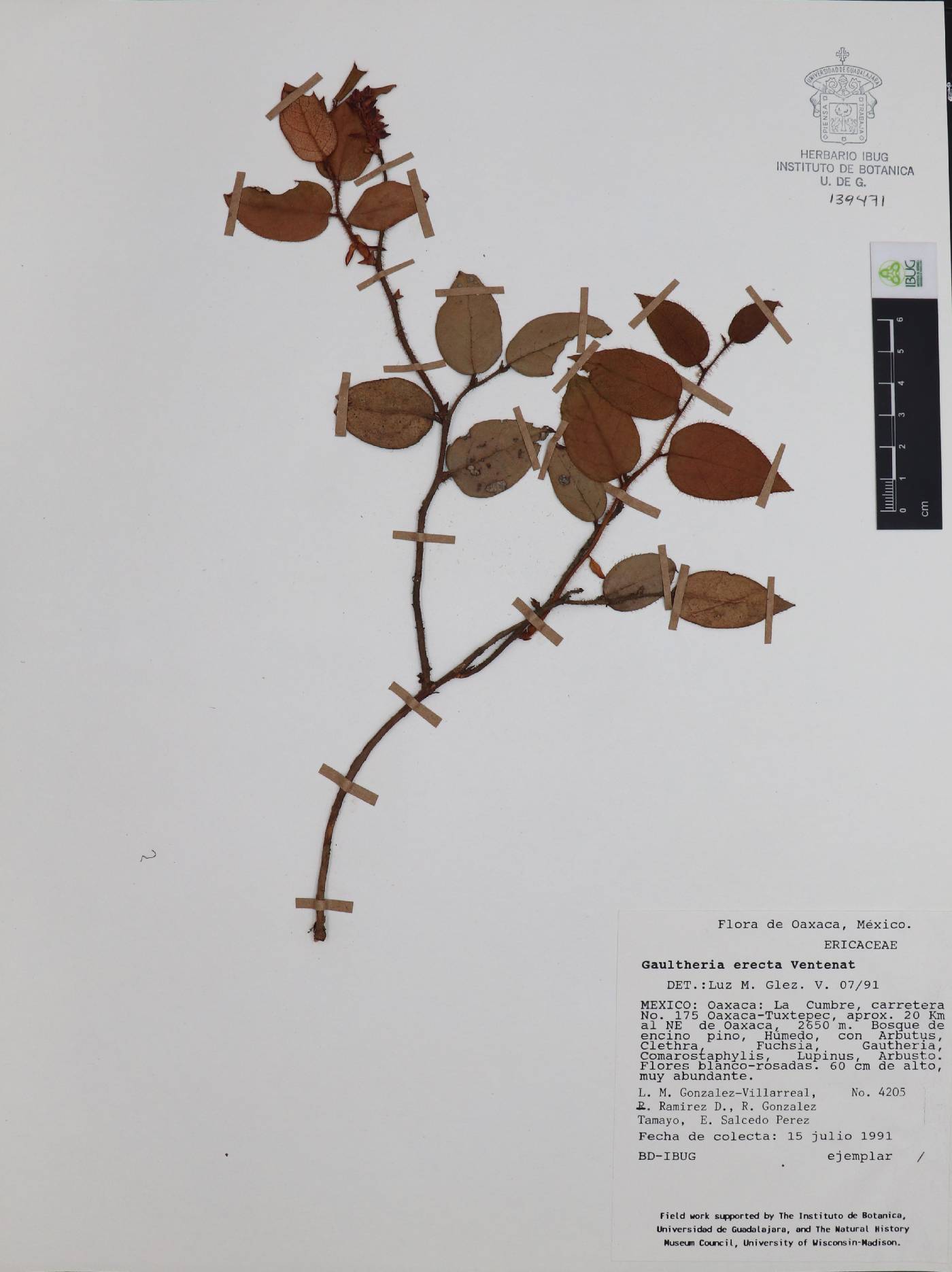 Gaultheria erecta image