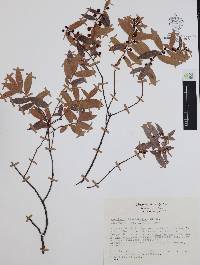 Vaccinium stenophyllum image