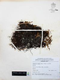 Pleopeltis angusta image