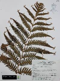 Woodwardia spinulosa image