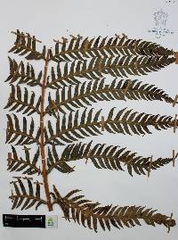 Woodwardia spinulosa image