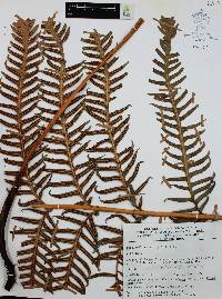 Woodwardia spinulosa image