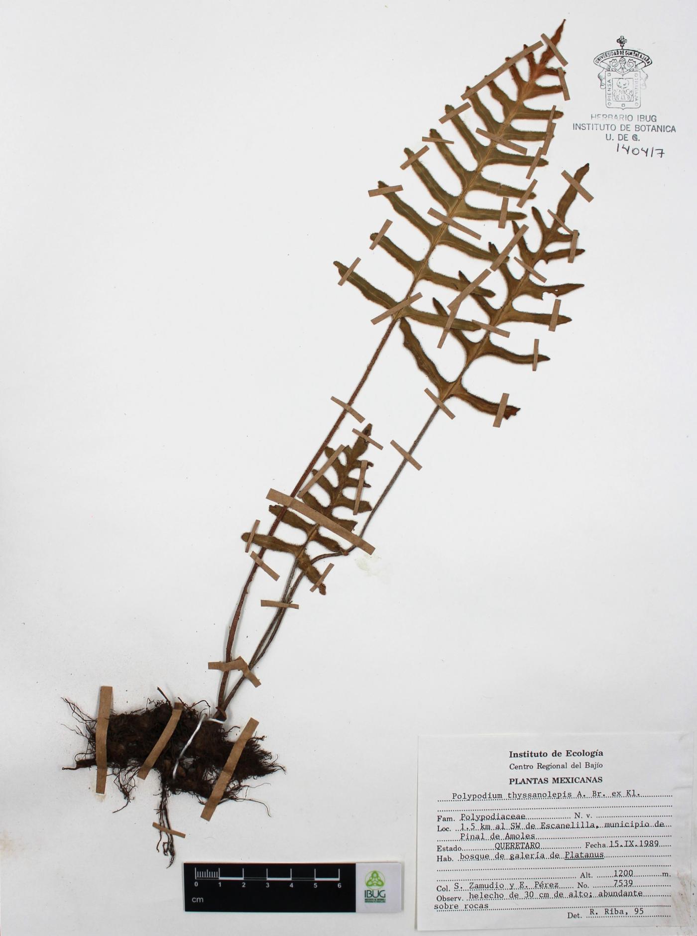 Pleopeltis thyssanolepis image