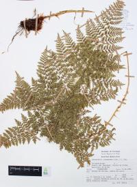 Dryopteris cinnamomea image