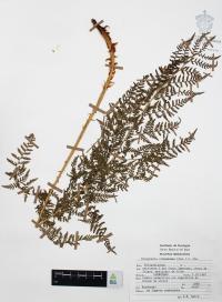 Dryopteris cinnamomea image