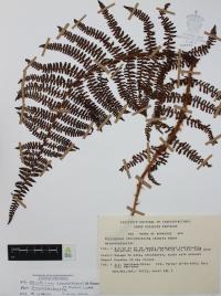 Polystichum speciosissimum image