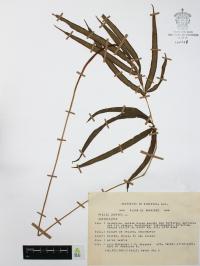 Pteris cretica image