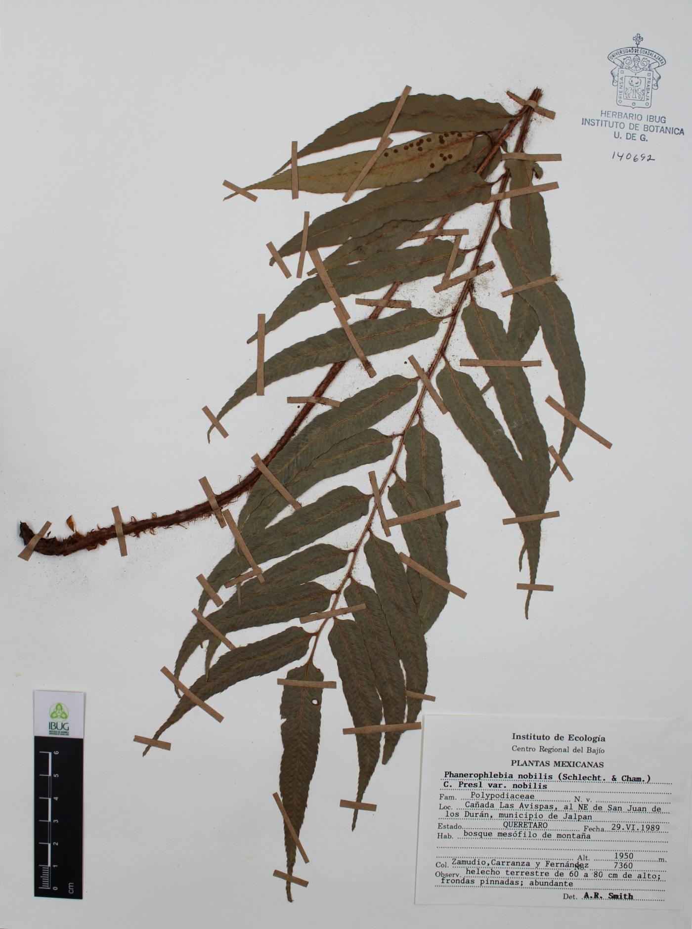 Phanerophlebia nobilis image