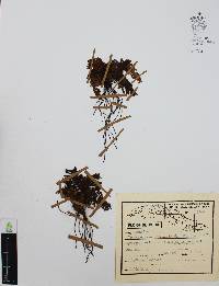 Trichomanes osmundoides image