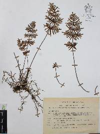 Mildella intramarginalis image