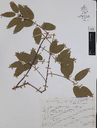 Leucothoe pinetorum image