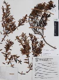 Pernettya prostrata image