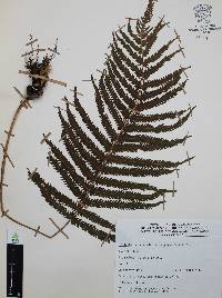 Thelypteris puberula var. sonorensis image