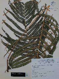 Thelypteris puberula image