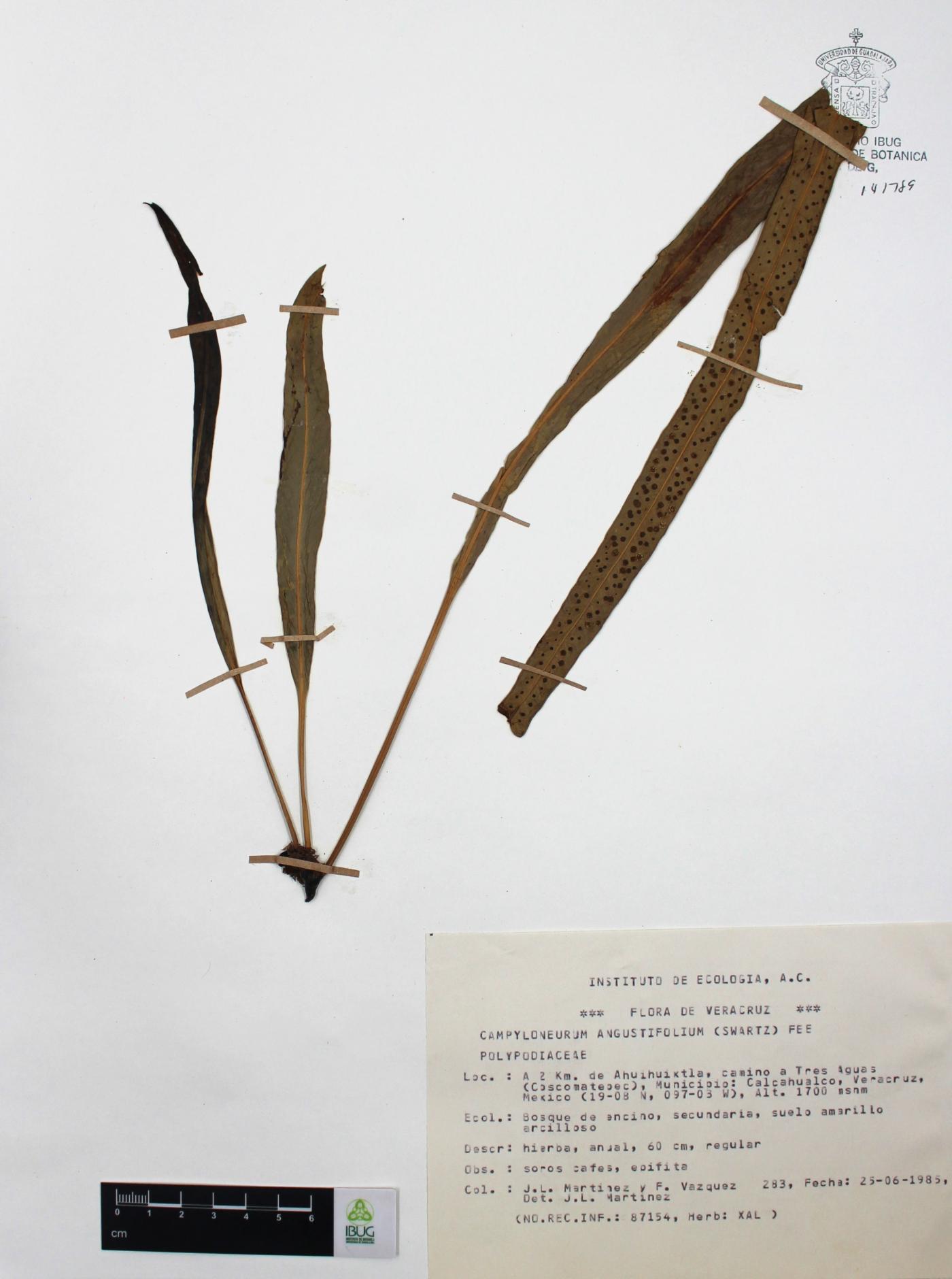 Campyloneurum angustifolium image