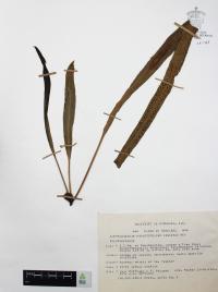 Campyloneurum angustifolium image