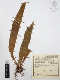 Campyloneurum phyllitidis image