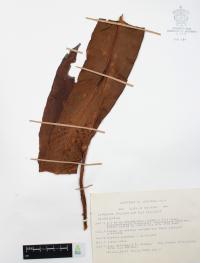 Niphidium crassifolium image