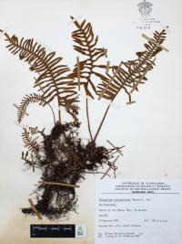 Polypodium sanctae-rosae image