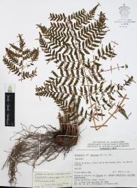 Dryopteris cinnamomea image