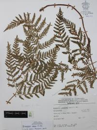 Dryopteris rossii image