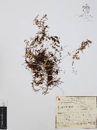Hymenophyllum polyanthos image