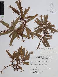 Comarostaphylis discolor image