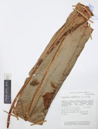 Niphidium crassifolium image