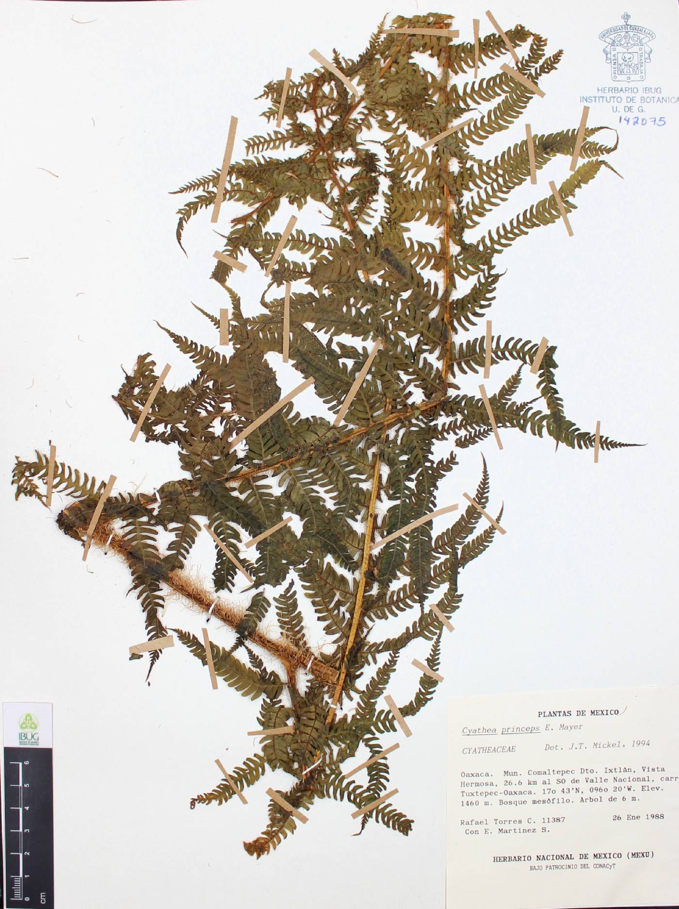 Cyathea princeps image