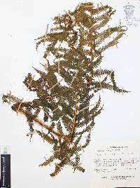 Cyathea princeps image