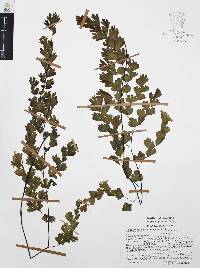 Adiantum capillus-veneris image