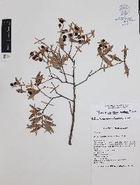 Vaccinium stenophyllum image