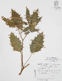 Physalis acutifolia image