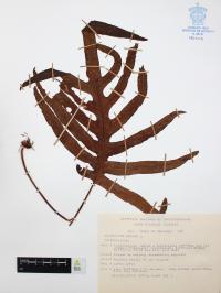 Phlebodium aureum image