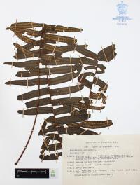 Polypodium loriceum image
