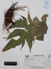Tectaria heracleifolia image