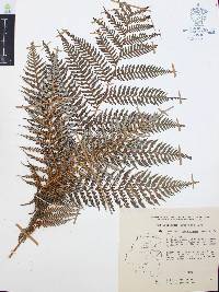 Lophosoria quadripinnata image