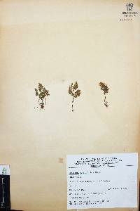 Media resource of Anogramma novogaliciana
