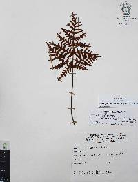 Cheiloplecton rigidum var. rigidum image
