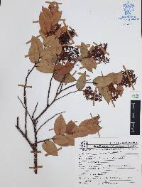 Gaultheria lancifolia image