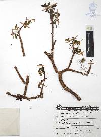 Sedum tortuosum image