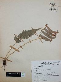 Blechnum occidentale image