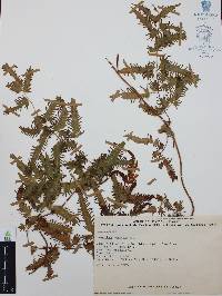 Lygodium venustum image