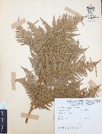 Pteridium caudatum image